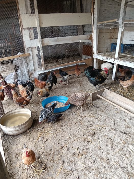 Vând găini diferite rase