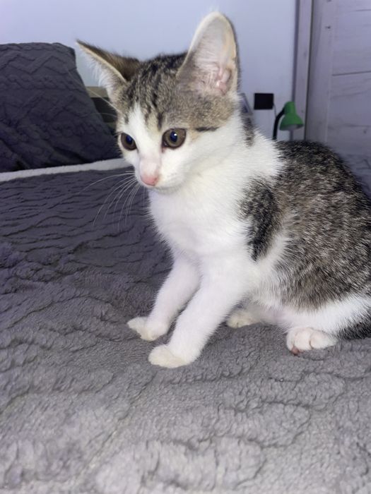 Pisicuță drăgalașă spre adopție!