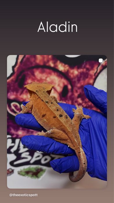 Crested gecko/ soparla/gecko cu creasta/reptila