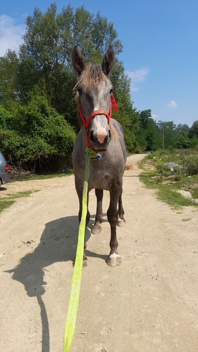 Vînd o mînză de 1 an