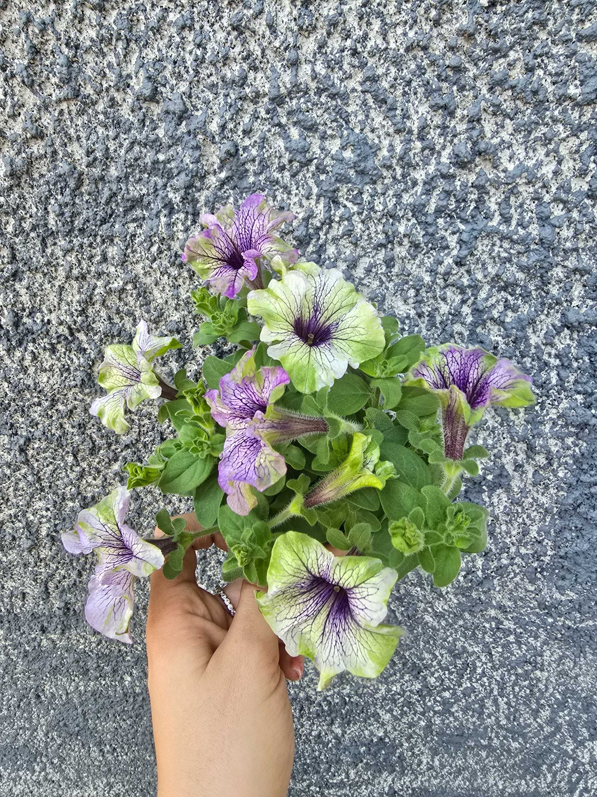 Каскадна петуния