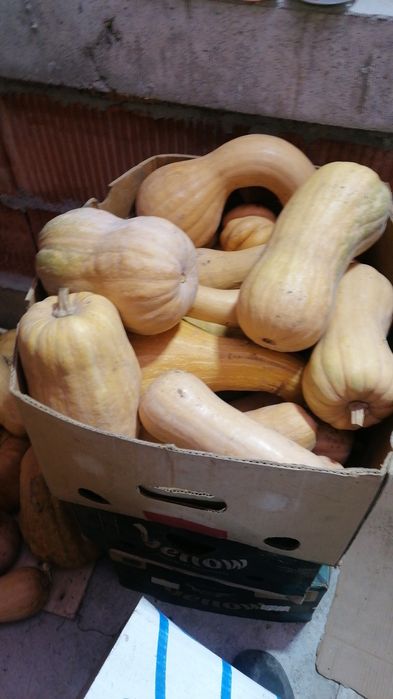 Vând dovleci plăcintari, dovleci pentru plăcintă, bio