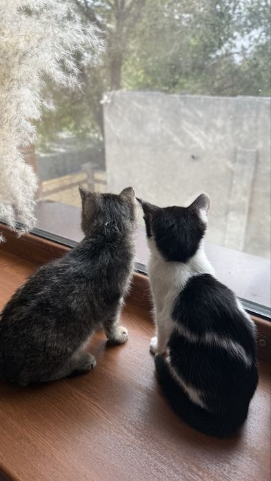 Котенок ласковый