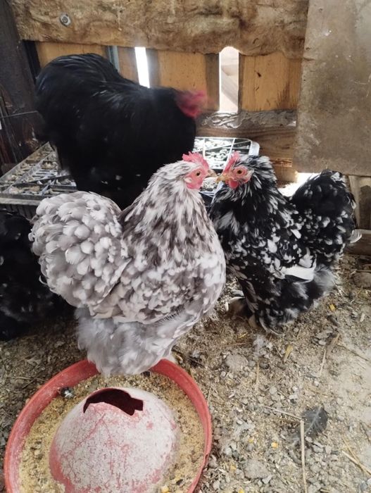 Vand cochinchina pitic