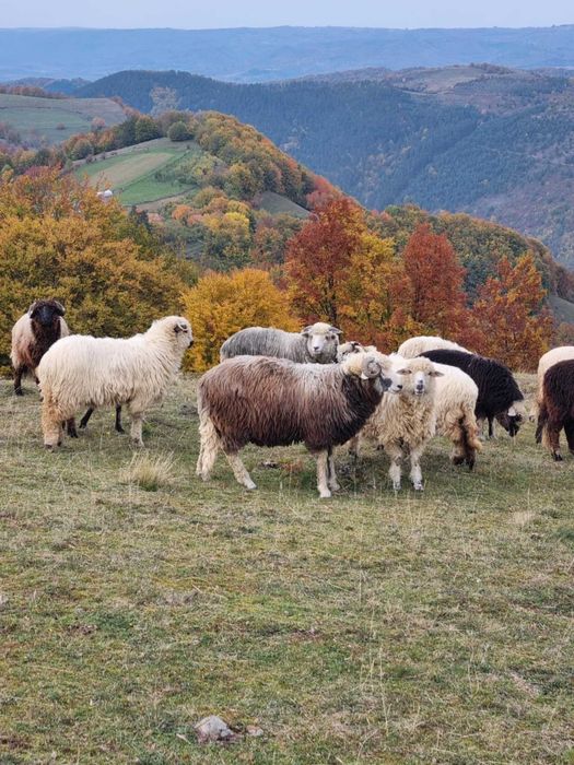 Vand un berbecuț la alegere