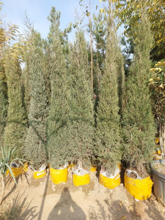 Арча ва гуллар оптом нархларда йетказиб берамиз