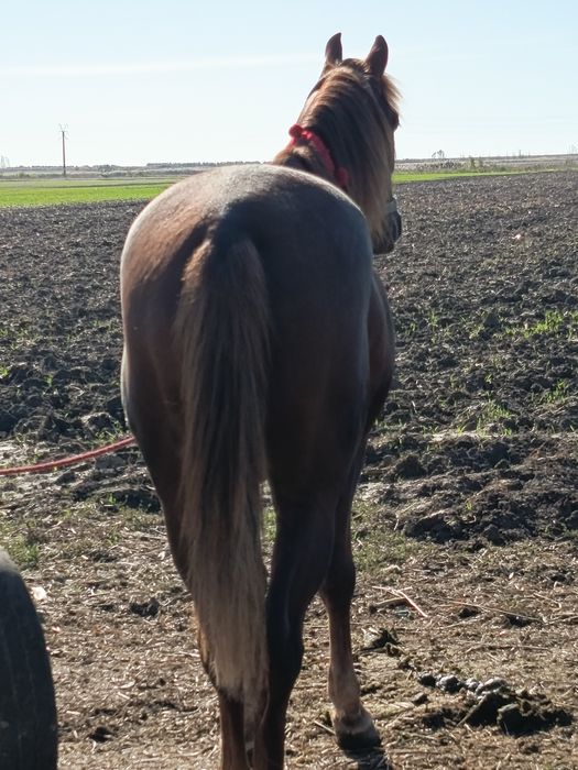 De vînzare armăsar metis  trapass cuminte ori ce proba