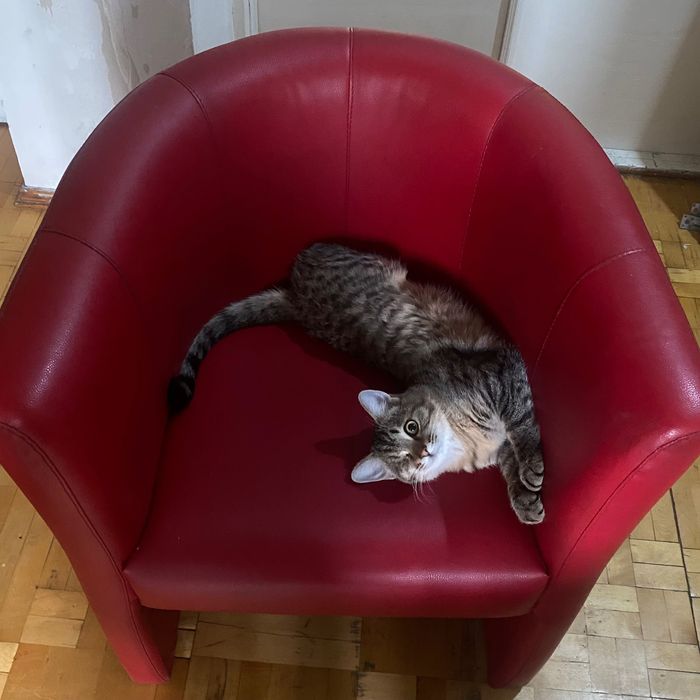 Красное кресло из кожи