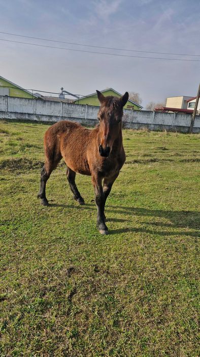 Vând mânz de 8 luni