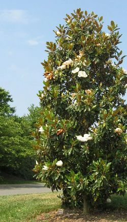 Magnolia Grandiflora (Veșnic Verde )