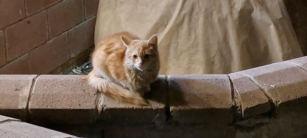 Помогите найти дом двум чудесным котятам