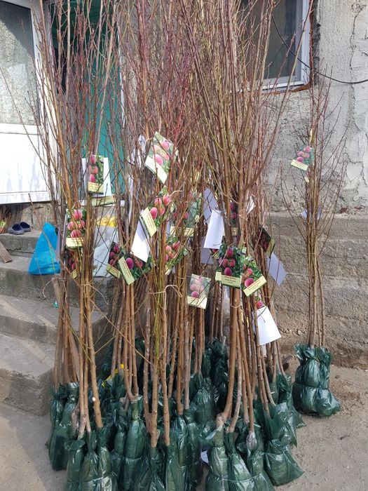 Pomi fructiferi ambalati sau rădăcina libera