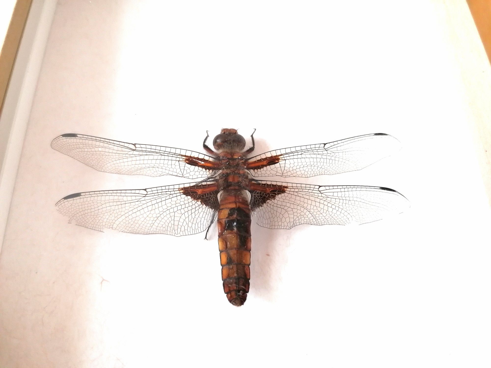 Tablou decor insecte reale radasca libelula croitor insectar