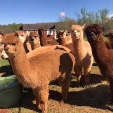 Vând Alpaca mature