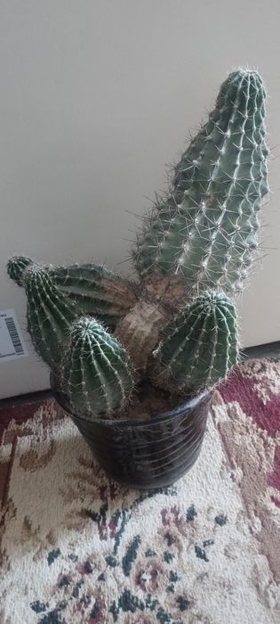 300 ming kaktus yana keliwamiz