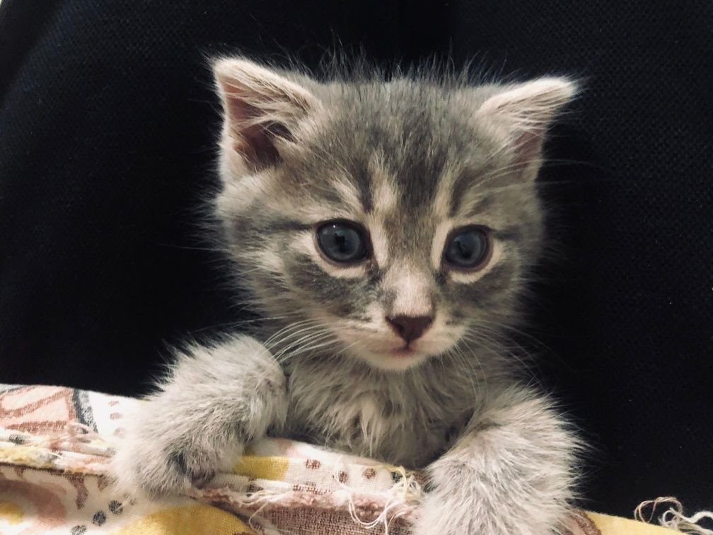кошка, 3.5 месяц
