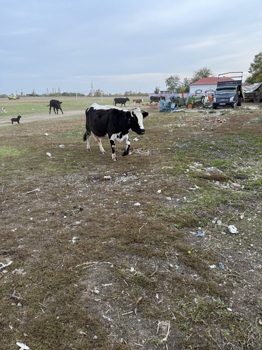 Vand vaca de 10 vitei