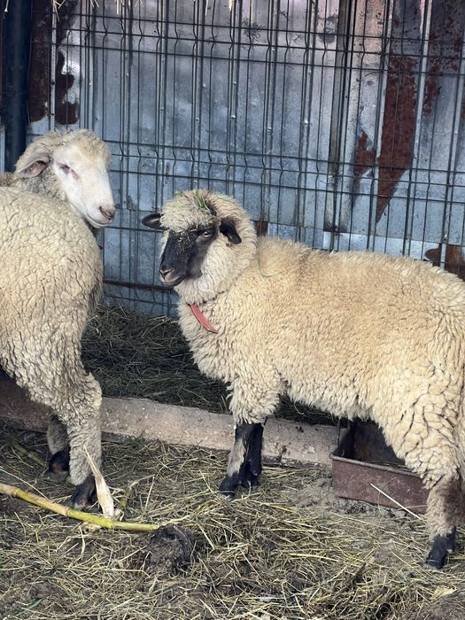 Oi metis texel 1 berbec si 2 oi
