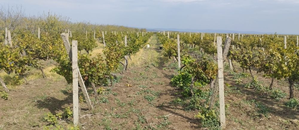 Продавам лозе сорт Каберне гр.Поморие