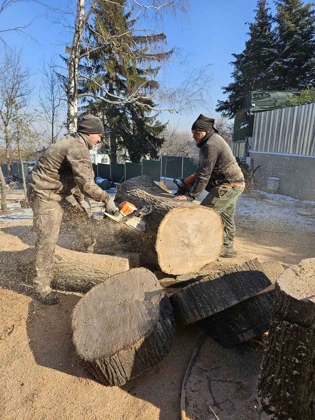 Рязане кастрене на опасни дървета