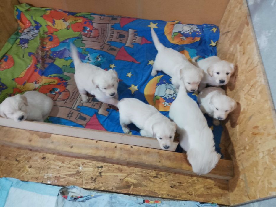 Голдън ретривър бебета