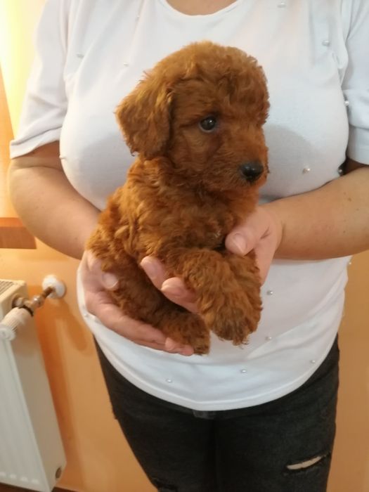 Catelus Pudel /Poodel/Caniche red toy