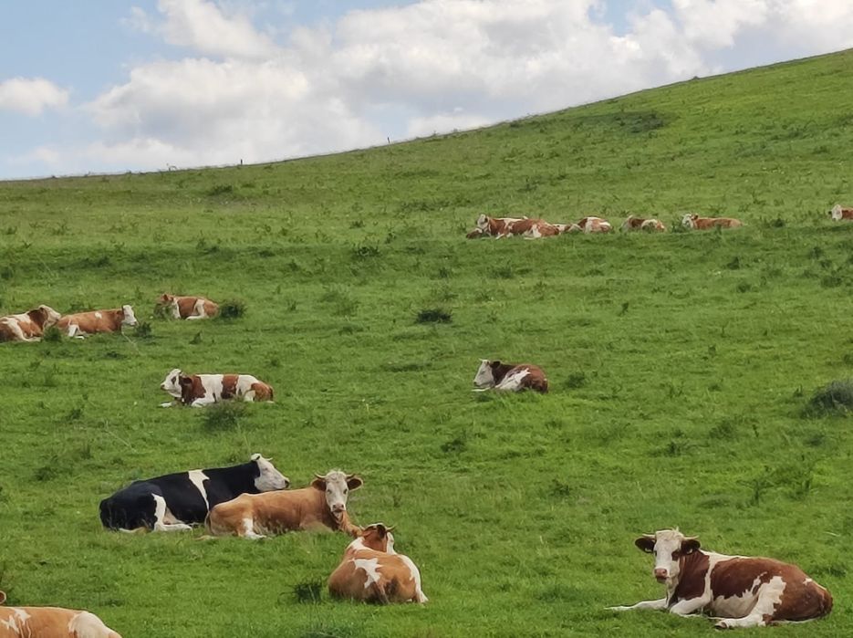 Vând vaci bălțate