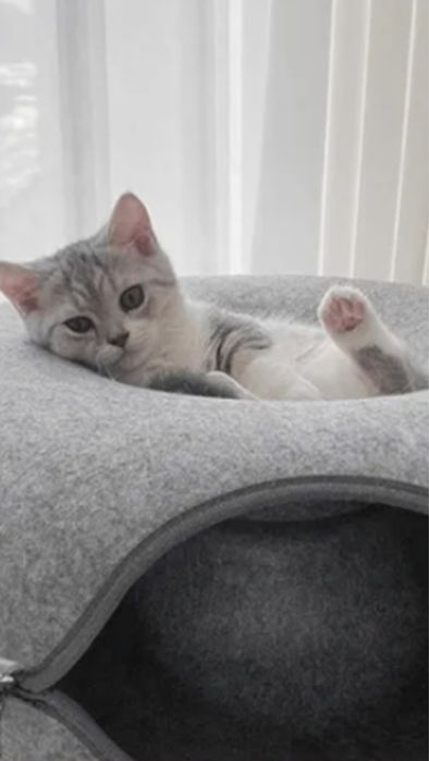 Culcus pisici nou nefolosit