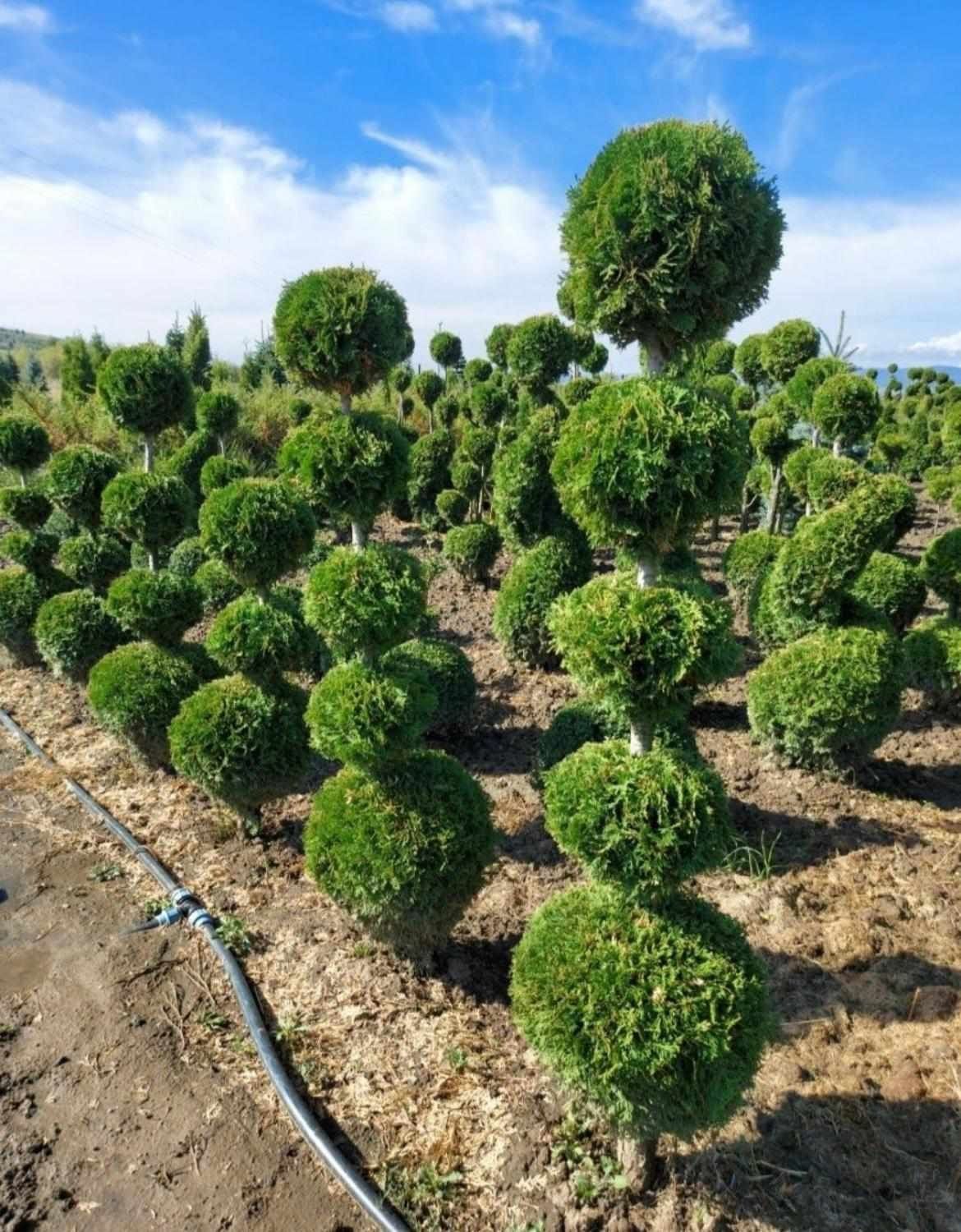 Vând plante ornamentale