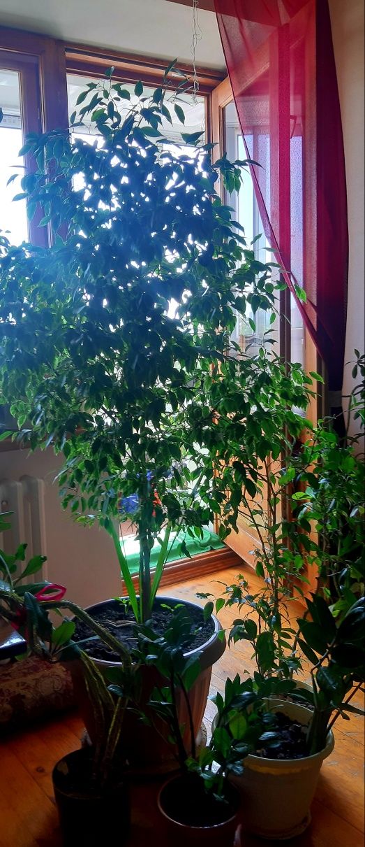 Продам фикусы разного сорта