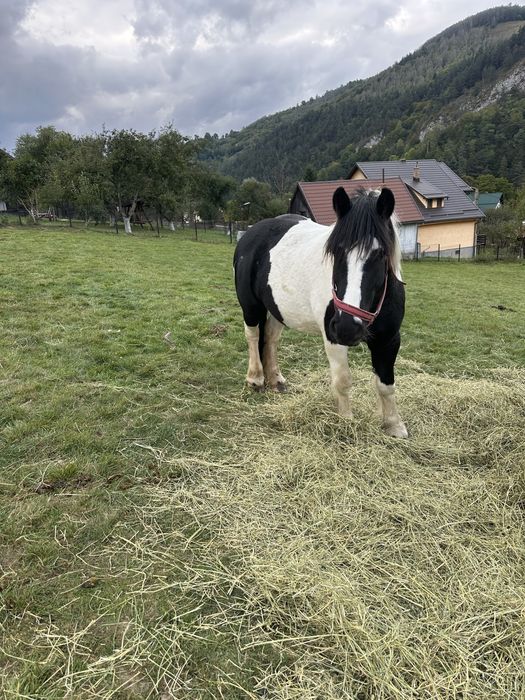 Vand iapa gypsy vanner 4 ani