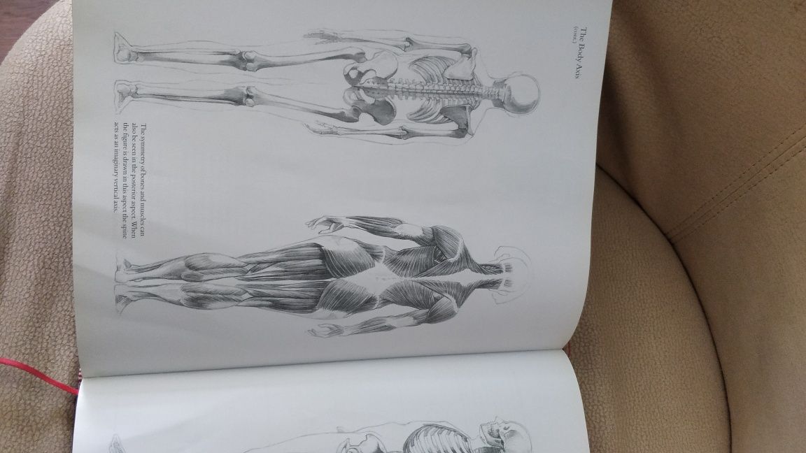 Anatomie umana pentru artisti