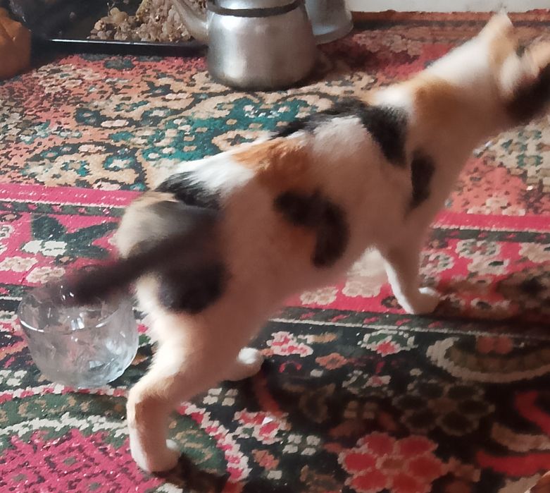 Yaxshi uy mushugi sotiladi