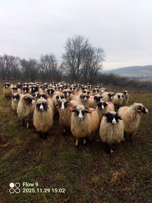 Vand oi breze frumoase