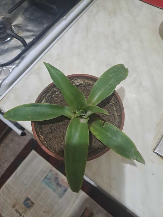 Лечебный золотой ус