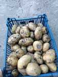 Продавам картофи