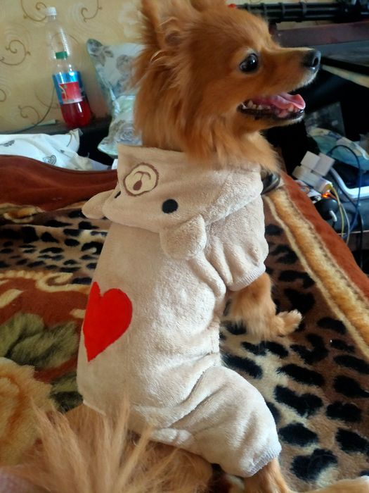 Костюмчики для собак