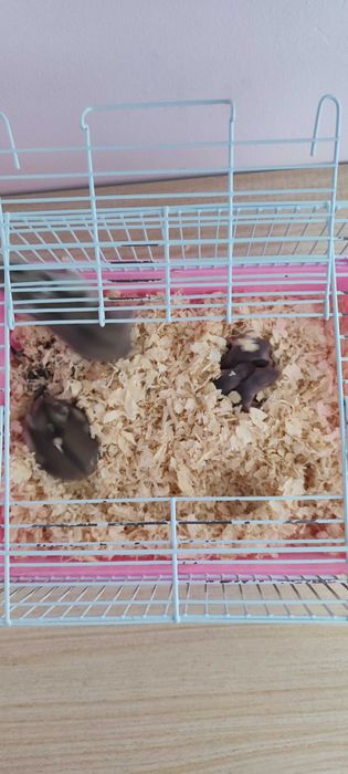 Donez hamsteri pui și adulți