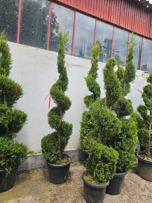 Laur englezesc lelandy tuia smarald spirale pon pon magnolia mesteacă