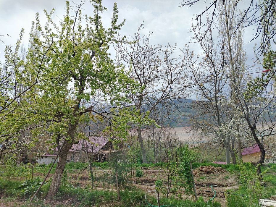 Йер сотилади 6 сток чорвок срочний