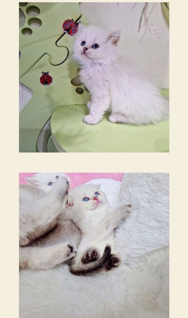 Родословни шотландски котенца
