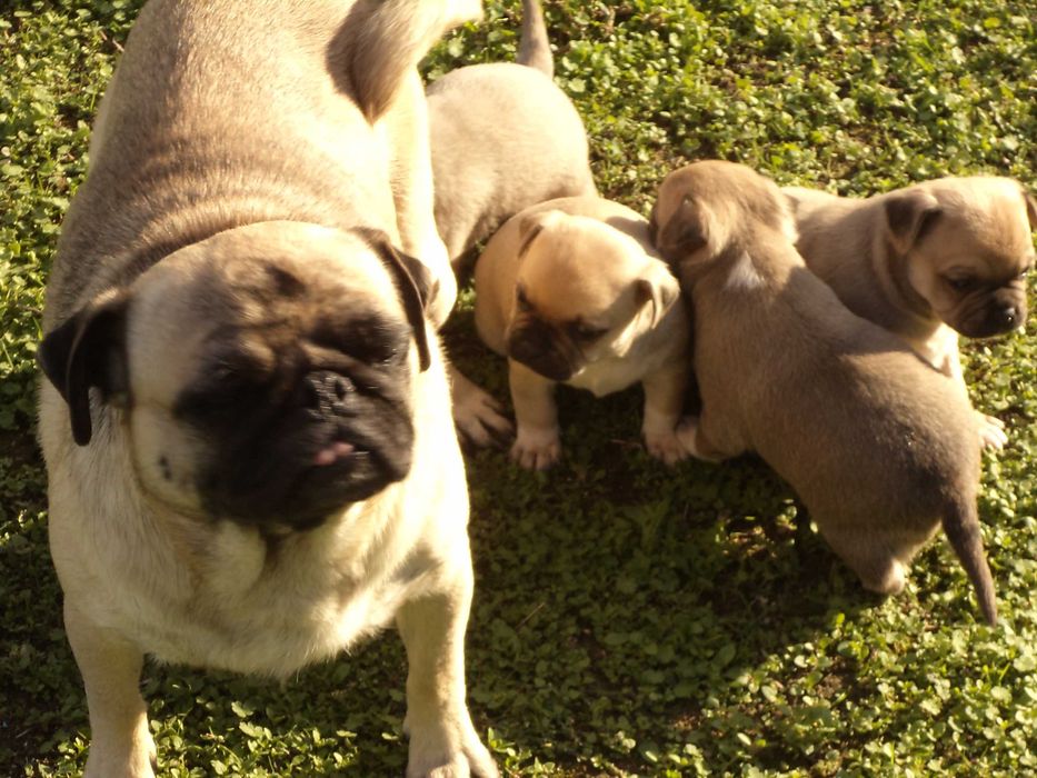 МОПС-бебета-3 броя!!!