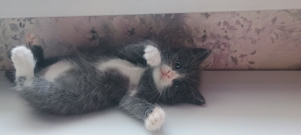 Домашние  котята