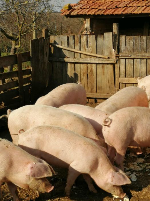 Прасета за клане