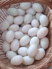 Ouă de rață pentru incubat