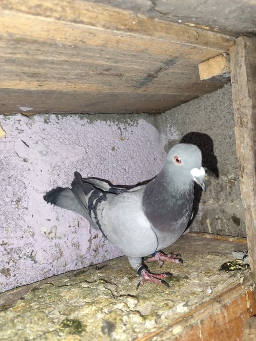 De vânzare o femelă cu clasare la 400 km , loc 238