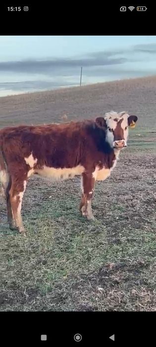 Продам корову и подсосную телку