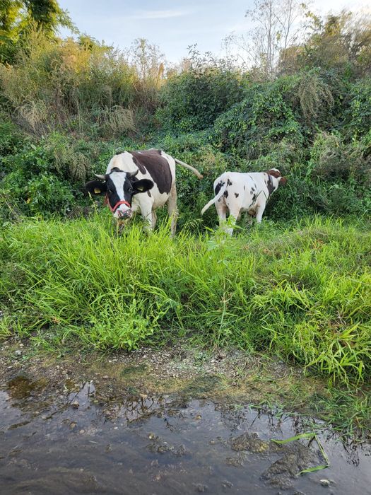 Vând vacă tânără vârstă 2 ani și 8 luni