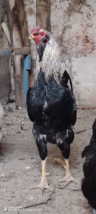 Хурозни хурози кук тухумдан очиб чиккан