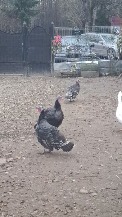 De vânzare curci și gâște